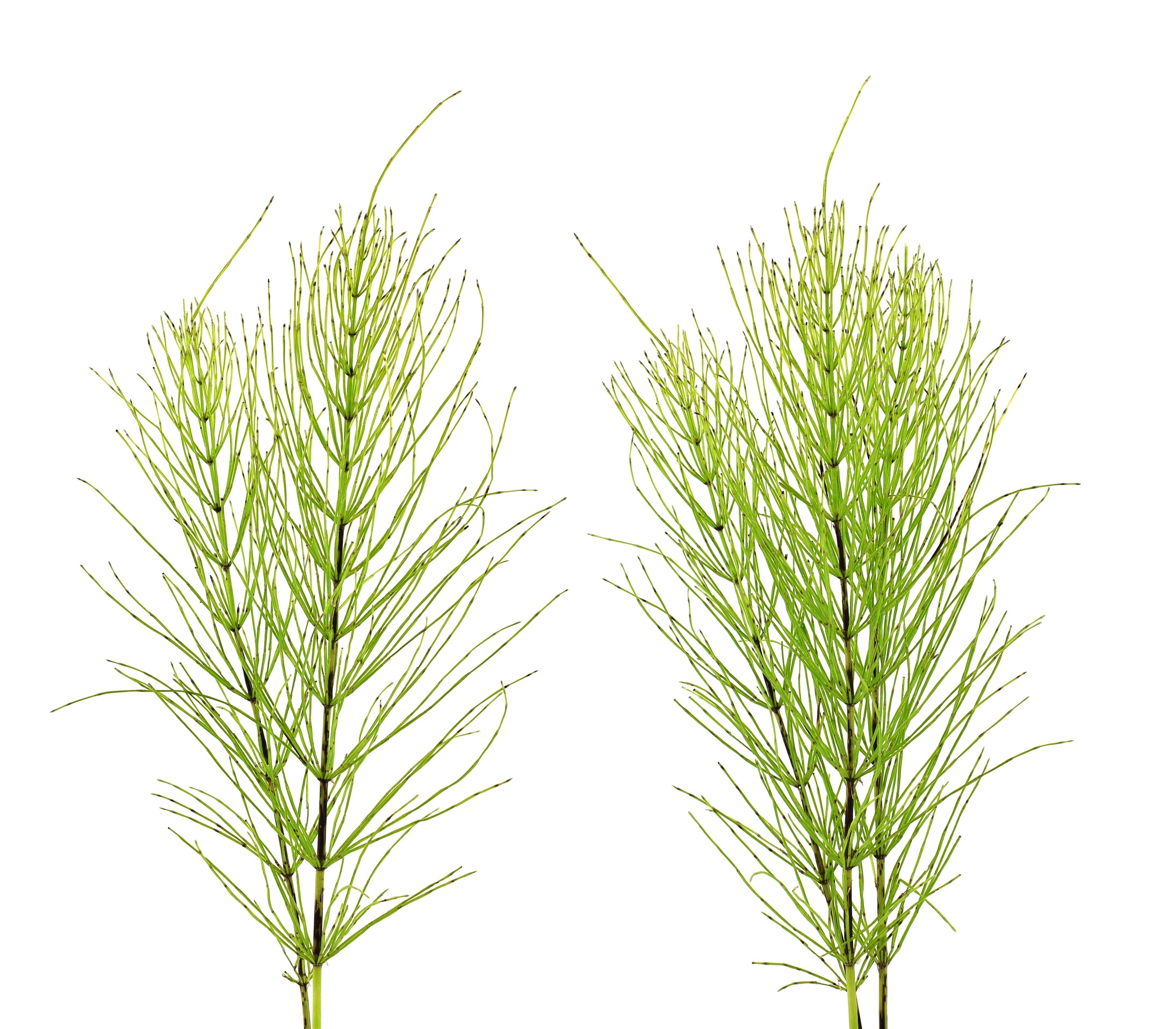 Ingredient: Extrakt z prasličky roľnej