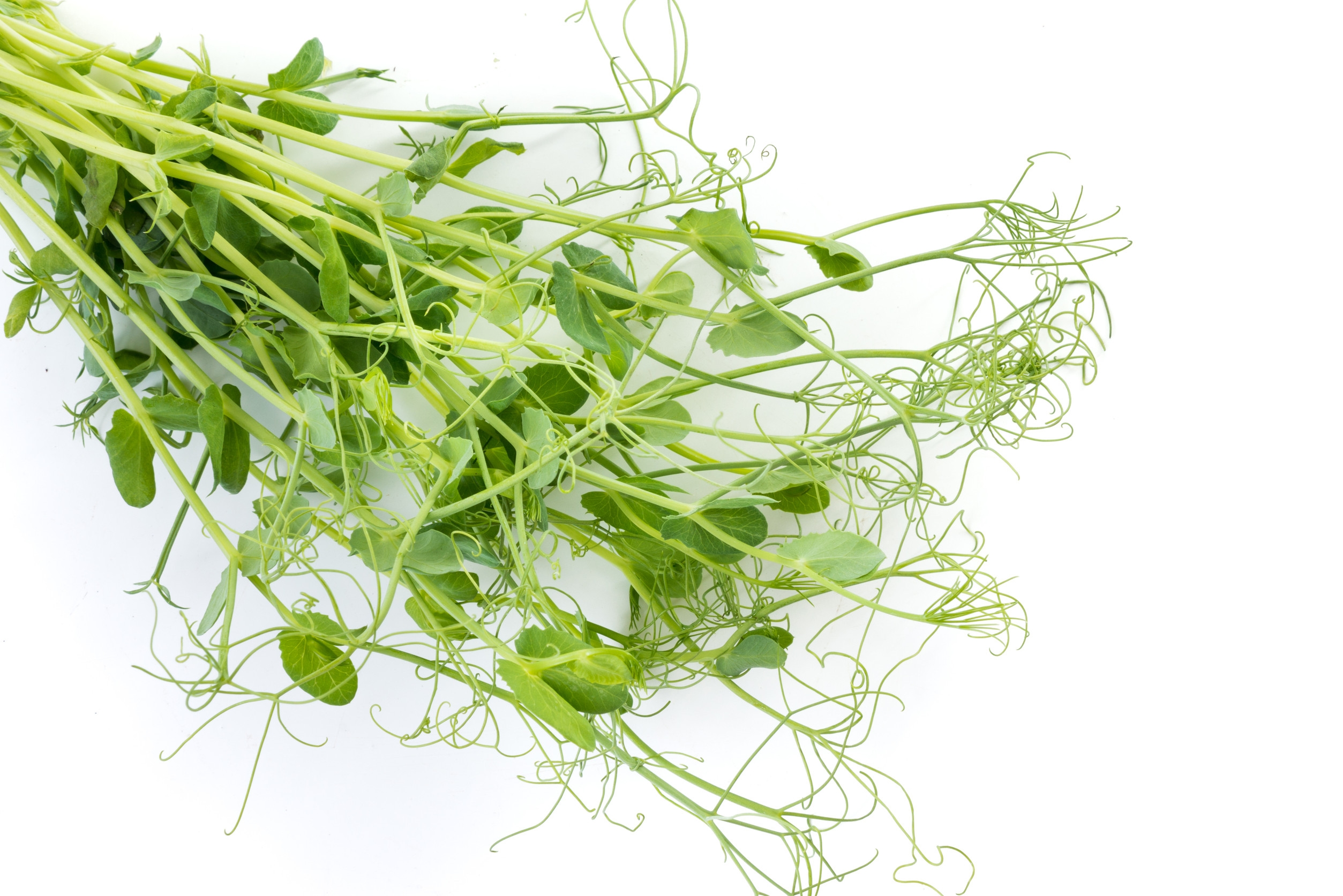 Ingredient: Extrakt z organických výhonkov hrachu