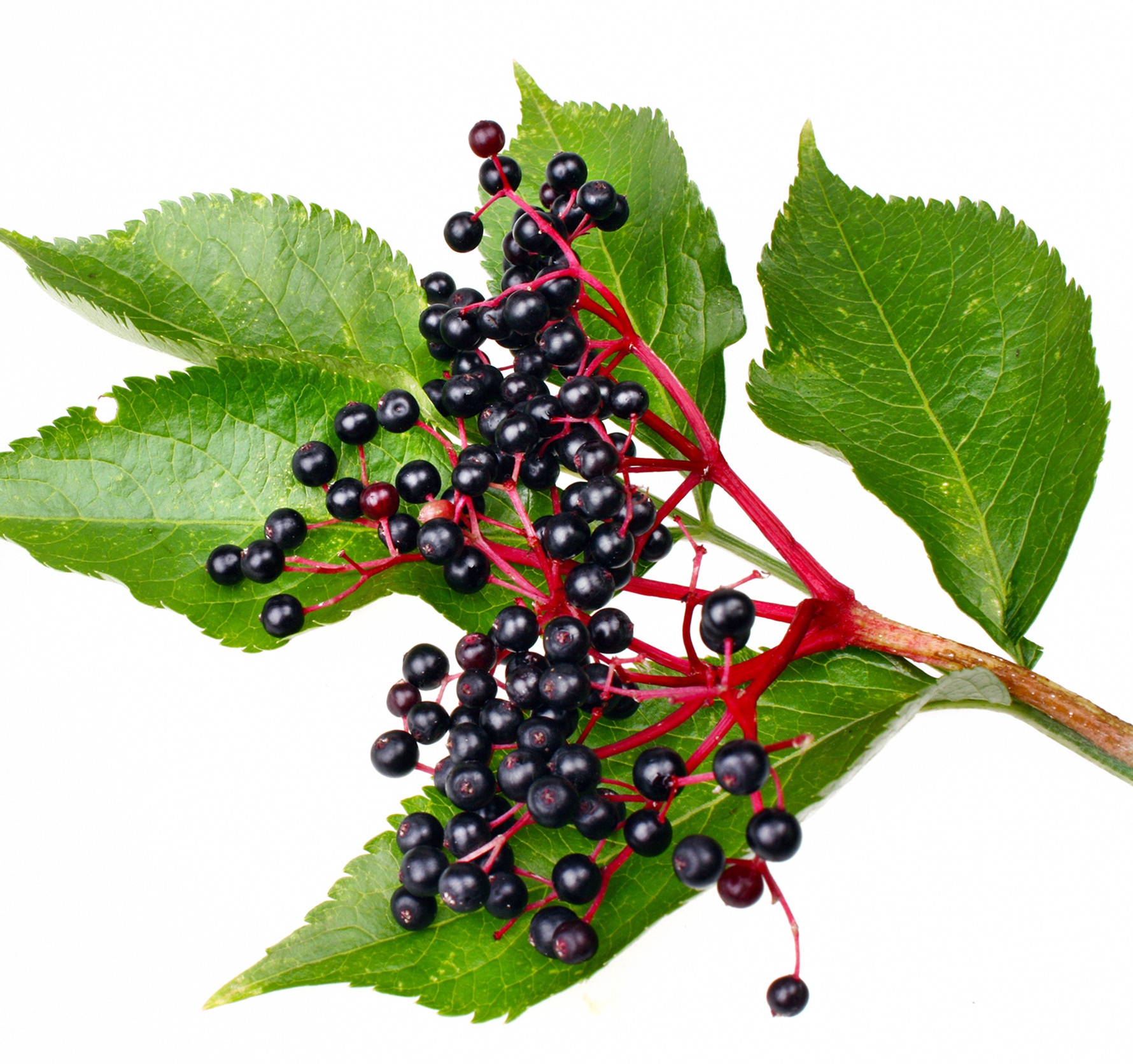 Ingredient: Extrakt z plodov bazy čiernej