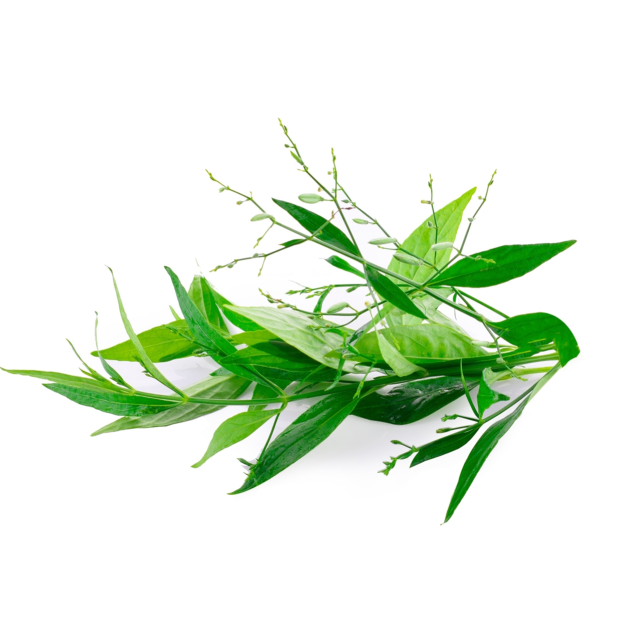 Ingredient: Extrakt z listov právenky latnatej