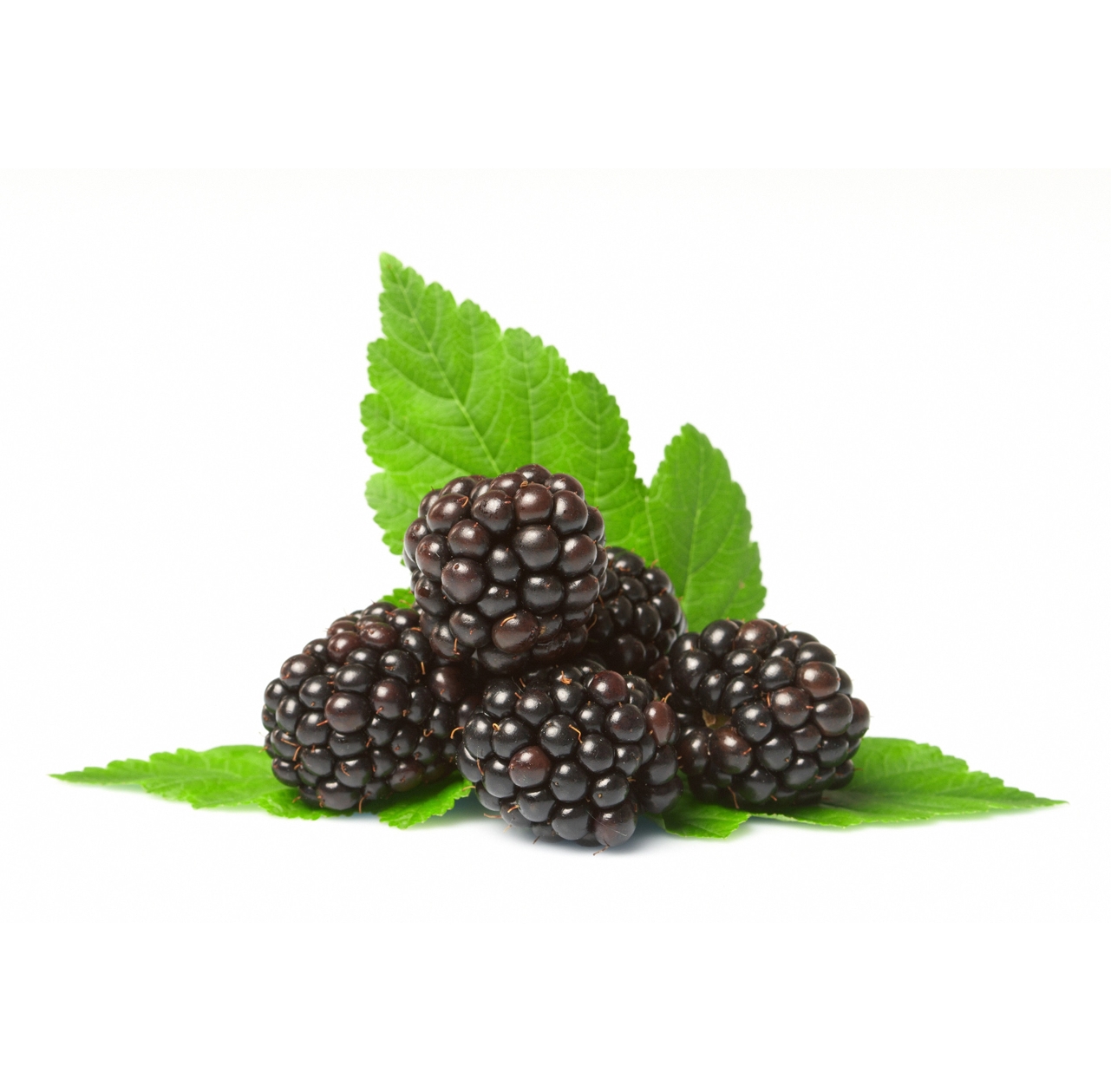 Ingredient: Šťava z plodov černíc