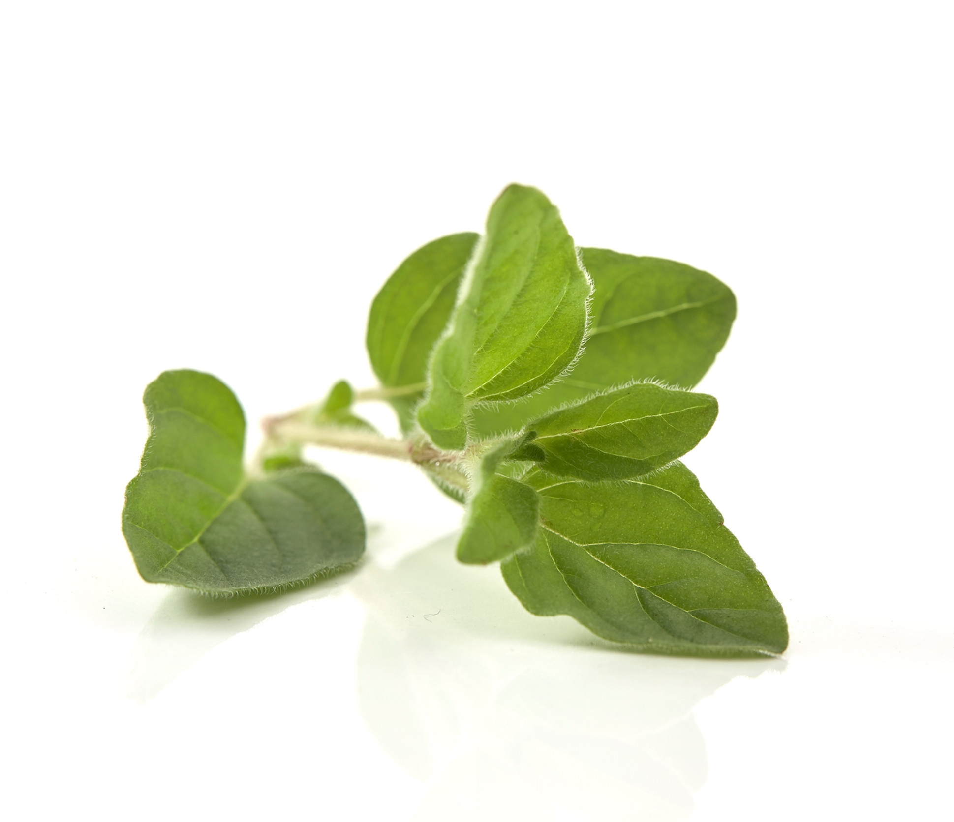 Ingredient: Extrakt z byliniek oregana