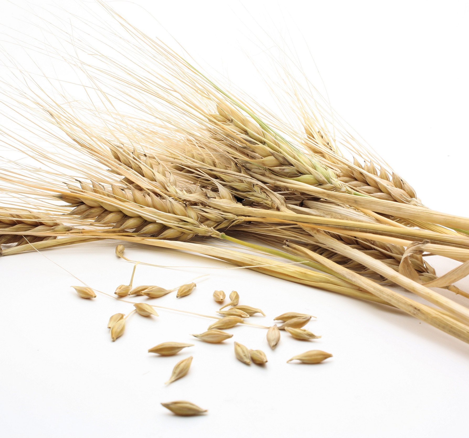 Ingredient: Extrakt z mladého jačmeňa